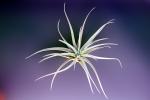 Air Plant, Airplant, Airplants, Epiphyte, Tillandsia, OFOV03P02_03