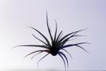 Air Plant, Airplant, Airplants, Epiphyte, Tillandsia, OFOV03P02_05