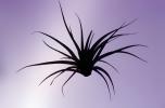 Air Plant, Airplant, Airplants, Epiphyte, Tillandsia, OFOV03P02_06