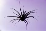 Air Plant, Airplant, Airplants, Epiphyte, Tillandsia, OFOV03P02_07