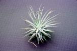 Air Plant, Airplant, Airplants, Epiphyte, Tillandsia, OFOV03P02_08