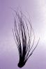 Air Plant, Airplant, Airplants, Epiphyte, Tillandsia