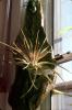 Air Plant, Airplant, Epiphyte, Tillandsia