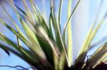 Air Plant, Airplant, Airplants, Epiphyte, Tillandsia, OFOV03P02_15