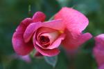 Rose Petals, OFRD01_045