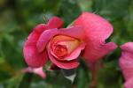 Rose Petals, OFRD01_046