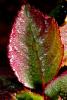 Raindrops on a Leaf, OFRD01_088