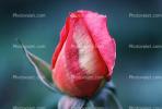 Fresh Rose Bud, Rosebud, OFRV01P01_03