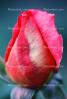 Fresh Rose Bud, Rosebud, OFRV01P01_03B