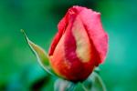 Fresh Rose Bud, Rosebud, OFRV01P01_04.3296
