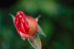 Fresh Rose Bud, Rosebud, OFRV01P01_05.0607