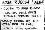 Rosa Rugosa Alba