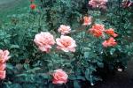 Rose Garden, OFRV02P08_18