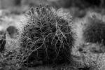 Barrel Cactus, Arizona Desert, OFS66V01P13_09B