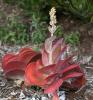 Paddle Plant, (Kalanchoe thyrsiflora), Saxifragales, OFSD01_005