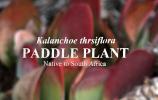 Paddle Plant, (Kalanchoe thyrsiflora), Saxifragales, OFSD01_006