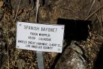 Spanish Bayonet, (Yucca Whipple), Monocot, Asparagales, Asparagaceae, Agavoideae, Yucca Plant