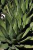 agave, OFSD01_019