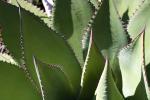 agave, OFSD01_020