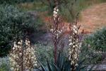 Yucca Plant, OFSD01_030