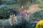 Yucca Plant, OFSD01_031