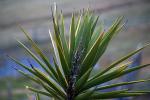 Yucca Plant, OFSD01_032
