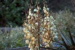 Yucca Plant, OFSD01_033
