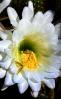 Cactus Flower in glorious bloom, Esparto, California, OFSD01_045