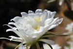 Cactus Flower in glorious bloom, Esparto, California, OFSD01_049
