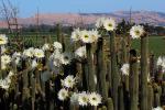 Cactus Flower in glorious bloom, Esparto, California, OFSD01_053