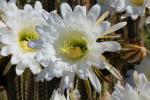Cactus Flower in glorious bloom, Esparto, California, OFSD01_054