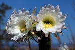 Cactus Flower in glorious bloom, Esparto, California, OFSD01_058