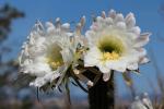 Cactus Flower in glorious bloom, Esparto, California, OFSD01_059