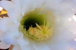 Cactus Flower in glorious bloom, Esparto, California, OFSD01_060