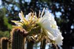 Cactus Flower in glorious bloom, Esparto, California, OFSD01_065