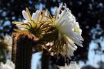 Cactus Flower in glorious bloom, Esparto, California, OFSD01_066