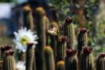 Cactus Flower in glorious bloom, Esparto, California, OFSD01_067