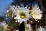 Cactus Flower in glorious bloom, Esparto, California, OFSD01_068