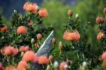 Protea Flower, Proteales, Proteaceae, Proteoideae, OFSD01_072