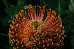 Protea Flower, Proteales, Proteaceae, Proteoideae, OFSD01_074