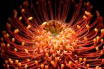 Protea Flower, Proteales, Proteaceae, Proteoideae, OFSD01_075