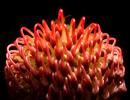 Protea Flower, Proteales, Proteaceae, Proteoideae, OFSD01_076