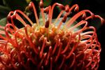 Protea Flower, Proteales, Proteaceae, Proteoideae, OFSD01_080