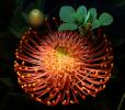 Protea Flower, Proteales, Proteaceae, Proteoideae, OFSD01_081