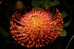 Protea Flower, Proteales, Proteaceae, Proteoideae, OFSD01_082