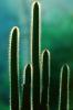 Spikes, prickly, OFSV01P03_06