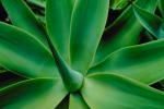 Agave, OFSV01P05_11.4496