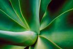 Agave, OFSV01P05_12.4496