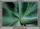 Agave, OFSV01P05_12