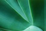 Agave, OFSV01P05_13